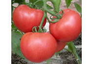 Махидо - томат индетерминантный, 10 г, Agri Saaten Германия фото, цена